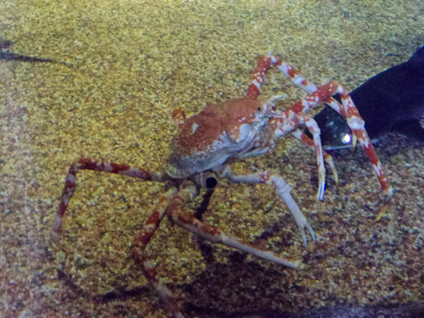 大洗水族館