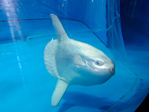 大洗水族館