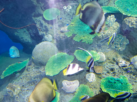 大洗水族館
