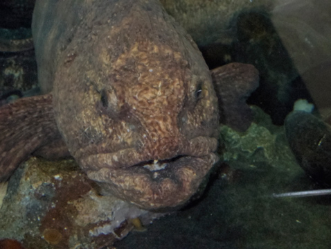 大洗水族館