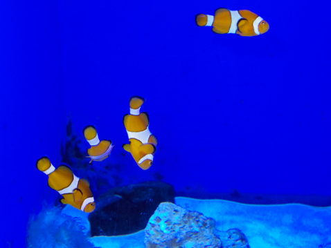 大洗水族館