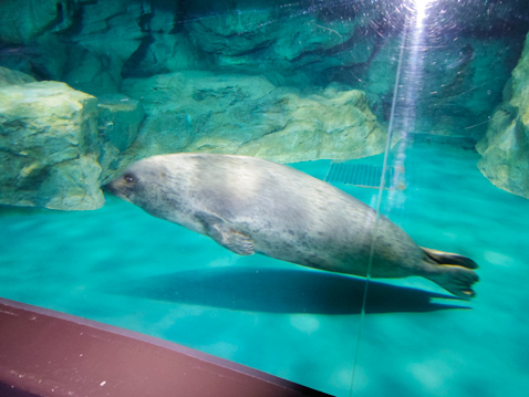 大洗水族館