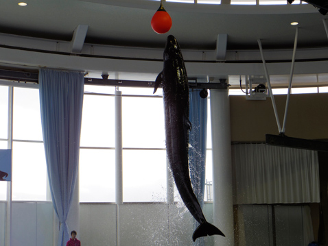 大洗水族館