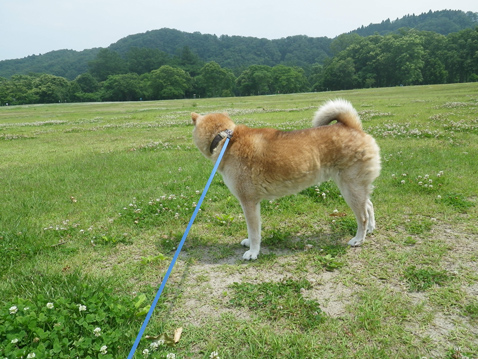 柴犬 零 静
