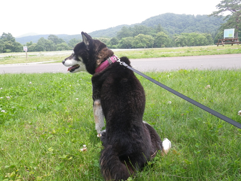 柴犬 零 静