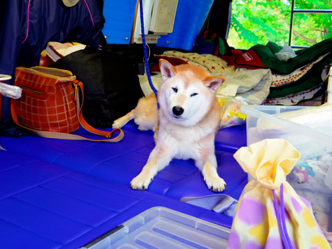柴犬 零 静