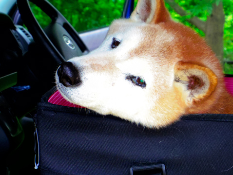 柴犬 零 静