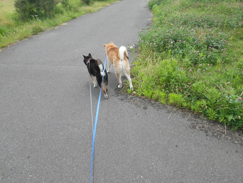 柴犬 零 静
