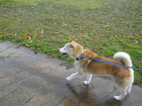 柴犬 零 静