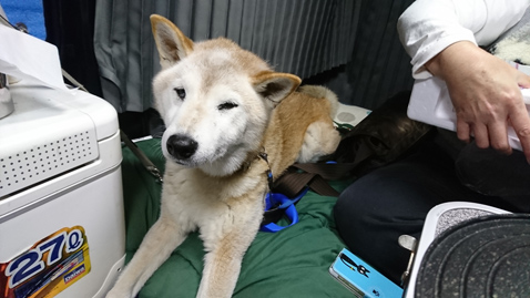 柴犬 零 静