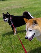 柴犬 零 静