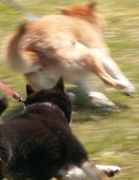 柴犬 零 静